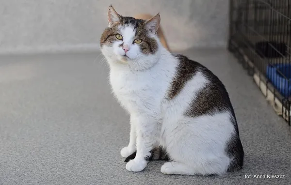 Znaleziono kota, Toruń, 23 lutego 2026