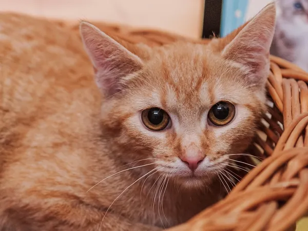 Kot do adopcji, Sosnowiec, 18 marca 2026