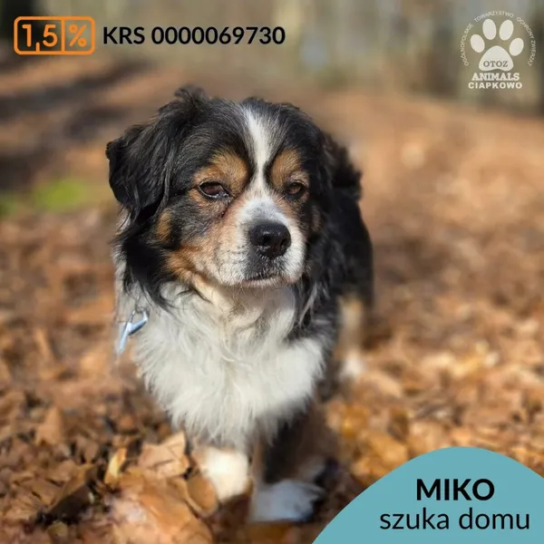 Pies do adopcji, Gdynia, 29 marca 2026 (1/5)