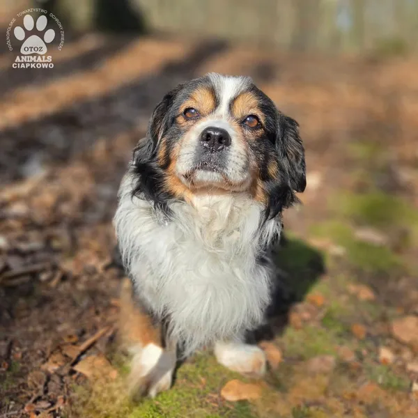 Pies do adopcji, Gdynia, 29 marca 2026 (2/5)