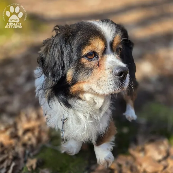 Pies do adopcji, Gdynia, 29 marca 2026 (3/5)