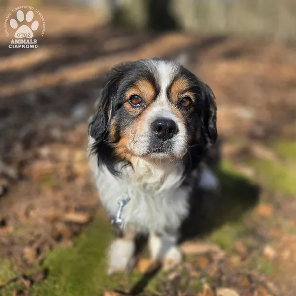 Pies do adopcji, Gdynia, 29 marca 2026 (4/5)