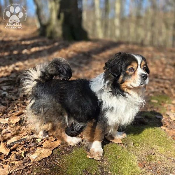 Pies do adopcji, Gdynia, 29 marca 2026 (5/5)