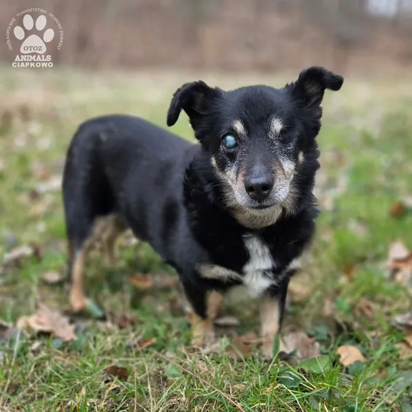 Pies do adopcji, Gdynia, 29 marca 2026 (3/5)