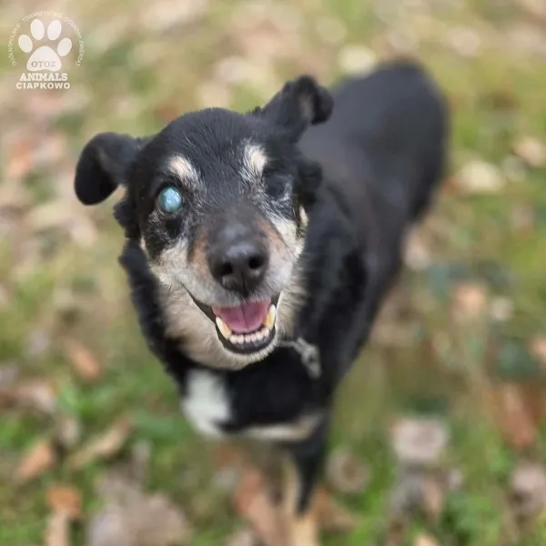 Pies do adopcji, Gdynia, 29 marca 2026 (4/5)
