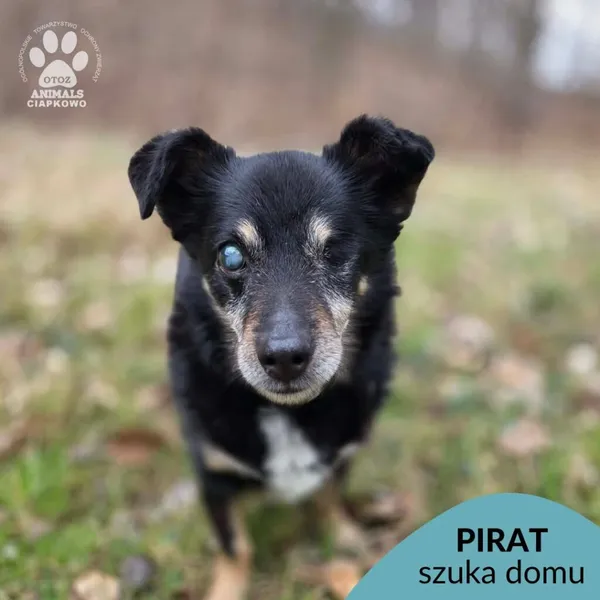 Pies do adopcji, Gdynia, 29 marca 2026 (1/5)