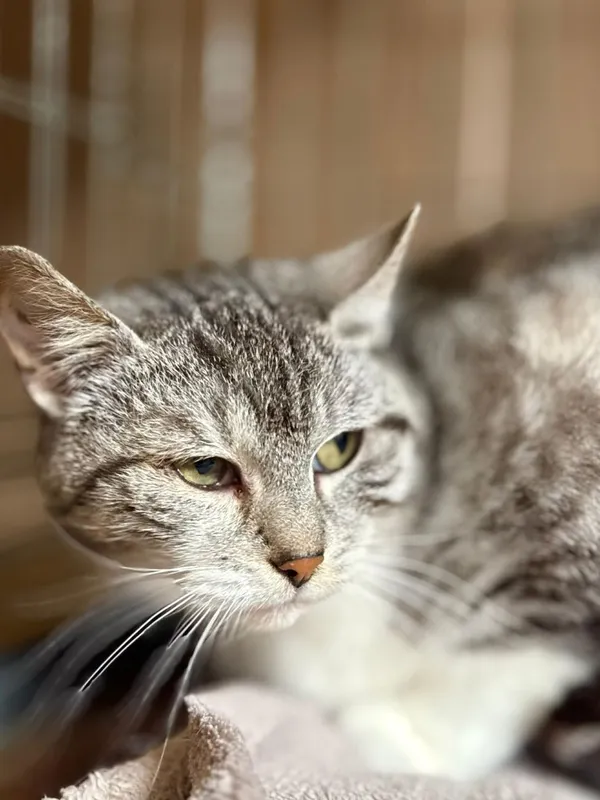 Kot do adopcji, Głowno, 29 marca 2026 (3/3)