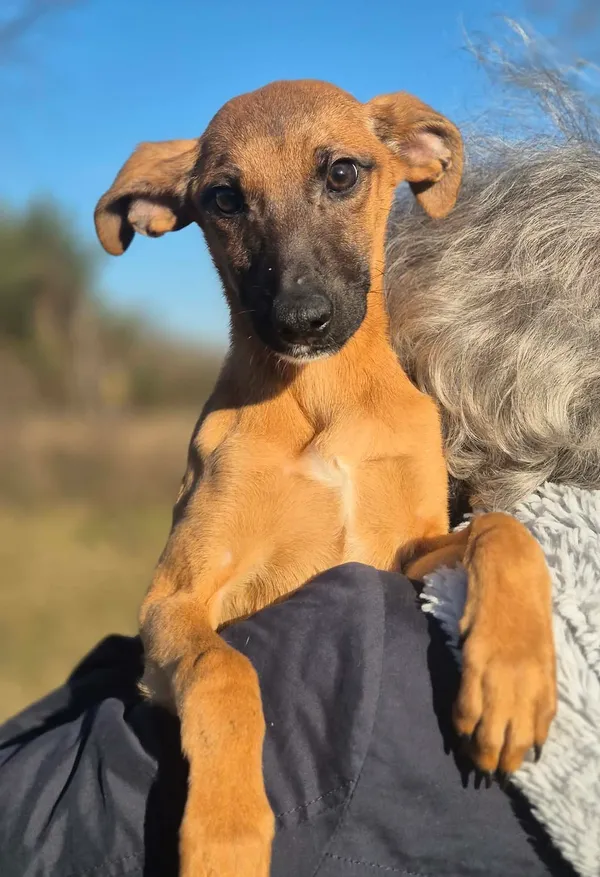 Oddam psa, Warszawa, Stare Włochy, 29 marca 2026 (3/4)