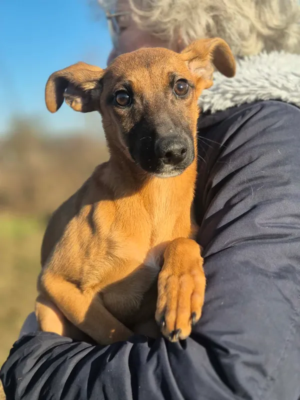 Oddam psa, Warszawa, Stare Włochy, 29 marca 2026 (4/4)