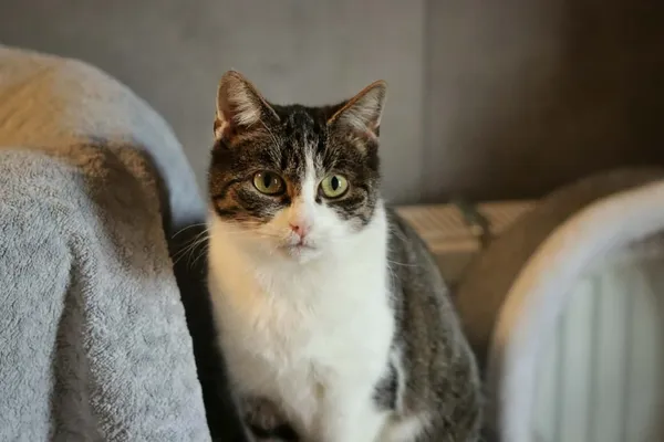 Kot do adopcji, Dłużyna Górna, 29 marca 2026 (1/5)