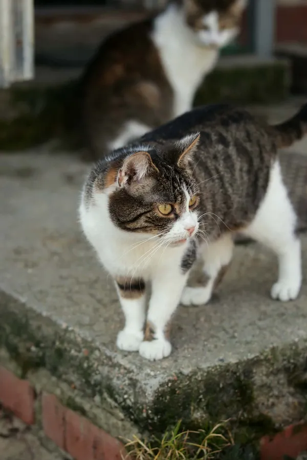 Kot do adopcji, Dłużyna Górna, 29 marca 2026 (2/5)