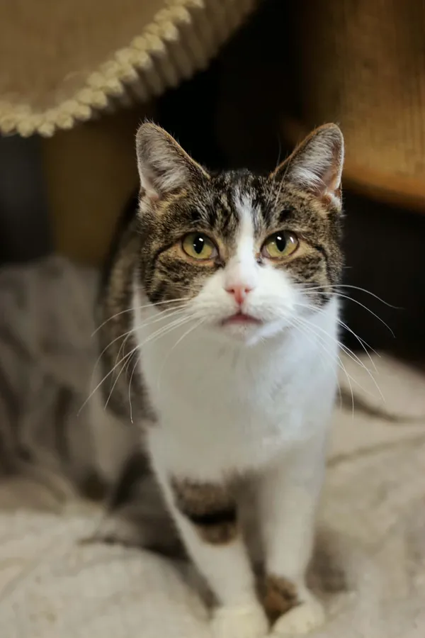 Kot do adopcji, Dłużyna Górna, 29 marca 2026 (3/5)