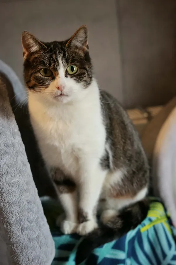 Kot do adopcji, Dłużyna Górna, 29 marca 2026 (4/5)