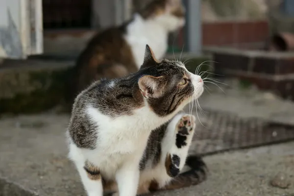 Kot do adopcji, Dłużyna Górna, 29 marca 2026 (5/5)