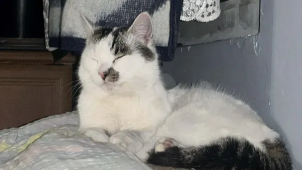 Zaginął kot, Jastrzębie, 29 marca 2026 (1/3)