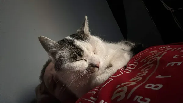 Zaginął kot, Jastrzębie, 29 marca 2026 (2/3)