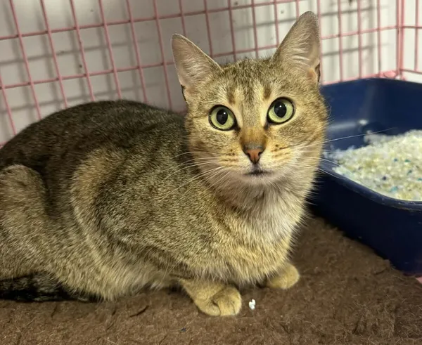 Kot do adopcji, Zgierz, 17 lutego 2026 (2/3)