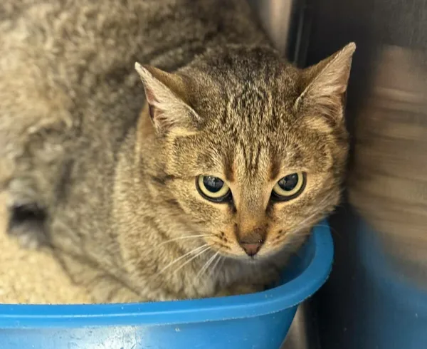 Kot do adopcji, Zgierz, 17 lutego 2026 (3/3)