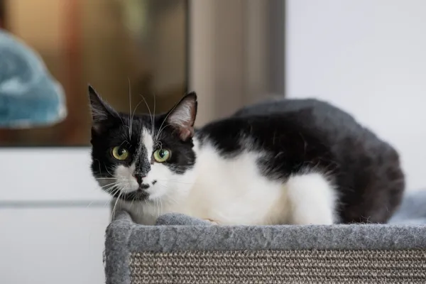 Kot do adopcji, Zgierz, 28 marca 2026