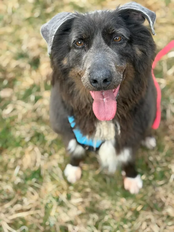 Pies do adopcji, Żywiec, 29 marca 2026 (2/5)