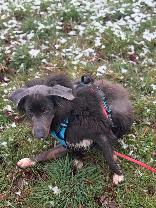 Pies do adopcji, Żywiec, 29 marca 2026 (3/5)