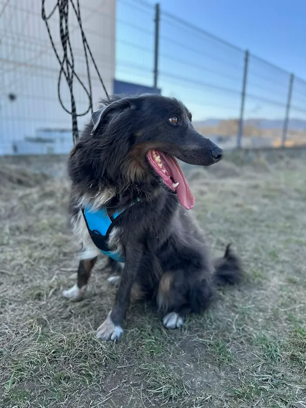 Pies do adopcji, Żywiec, 29 marca 2026 (4/5)