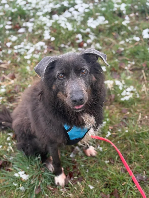 Pies do adopcji, Żywiec, 29 marca 2026 (5/5)