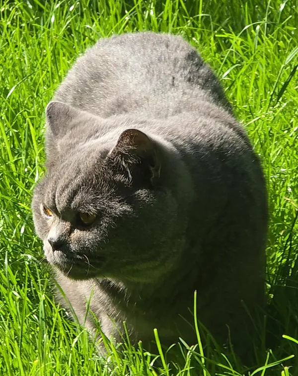 Zaginął kot, Józefosław, 30 marca 2026