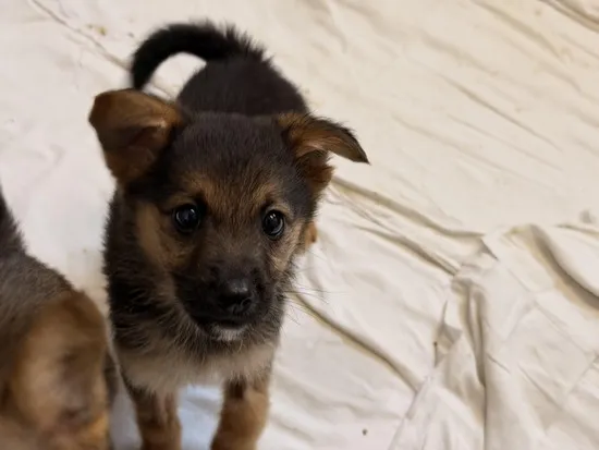 Pies do adopcji, Kraków, 15 marca 2026