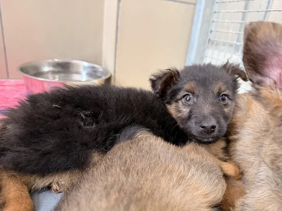 Pies do adopcji, Kraków, 15 marca 2026