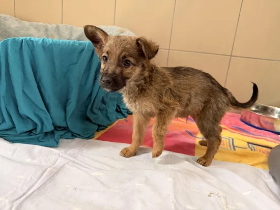 Pies do adopcji, Kraków, 15 marca 2026