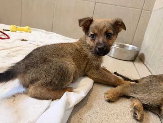 Pies do adopcji, Kraków, 15 marca 2026