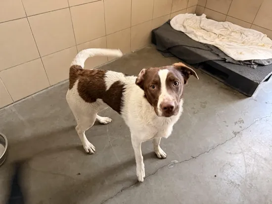 Pies do adopcji, Kraków, 15 marca 2026