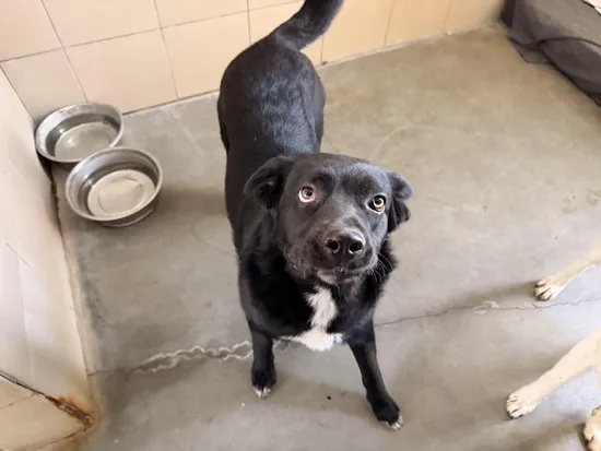 Pies do adopcji, Kraków, 15 marca 2026