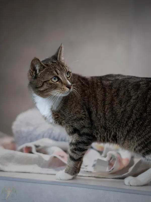 Znaleziono kota, Sosnowiec, 22 marca 2026 (4/4)