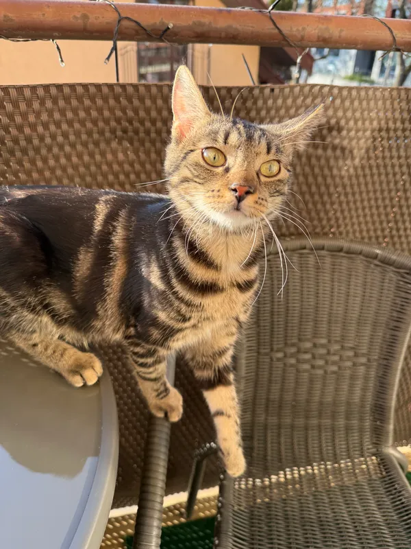 Zaginął kot, Poznań, Górczyn, 30 marca 2026