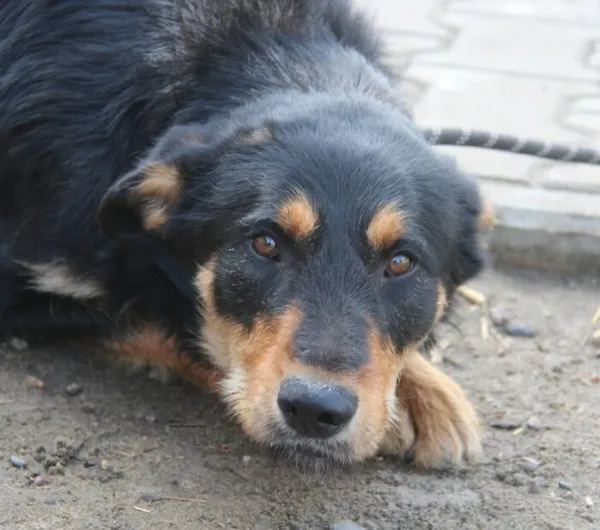 Pies do adopcji, Nowy Dwór Mazowiecki, 30 marca 2026 (1/5)