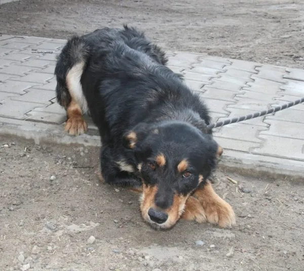 Pies do adopcji, Nowy Dwór Mazowiecki, 30 marca 2026 (2/5)