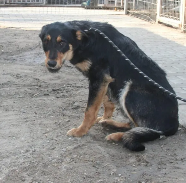 Pies do adopcji, Nowy Dwór Mazowiecki, 30 marca 2026 (4/5)