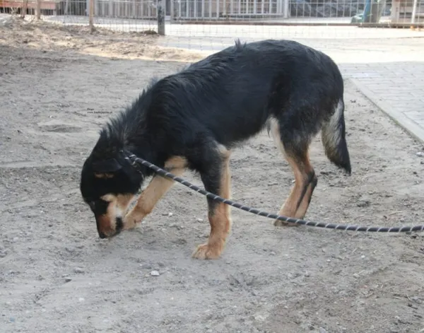 Pies do adopcji, Nowy Dwór Mazowiecki, 30 marca 2026 (5/5)