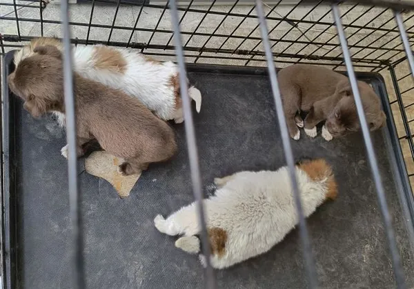 Znaleziono psa, Radom, 28 marca 2026