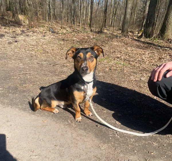 Pies do adopcji, gmina Platerówka, 30 marca 2026 (1/3)