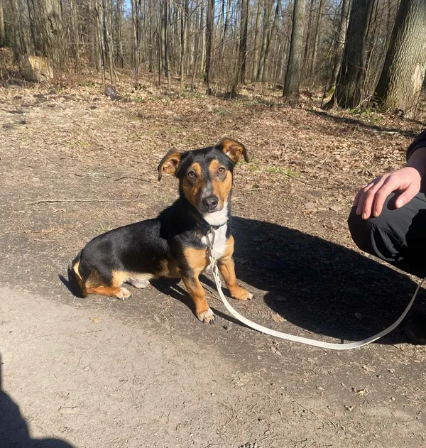 Pies do adopcji, gmina Platerówka, 30 marca 2026 (2/3)