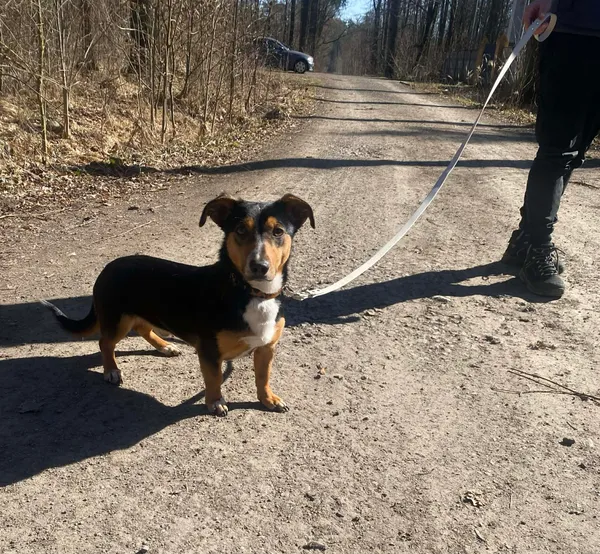 Pies do adopcji, gmina Platerówka, 30 marca 2026 (3/3)