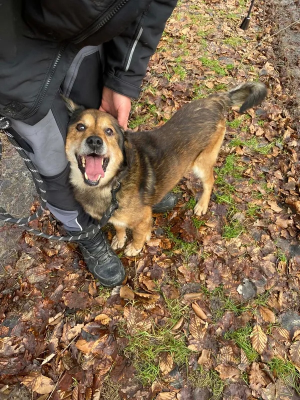 Pies do adopcji, gmina Platerówka, 30 marca 2026 (1/3)