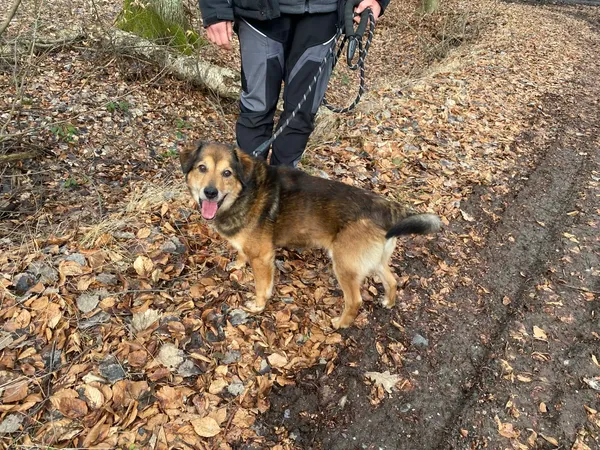 Pies do adopcji, gmina Platerówka, 30 marca 2026 (2/3)