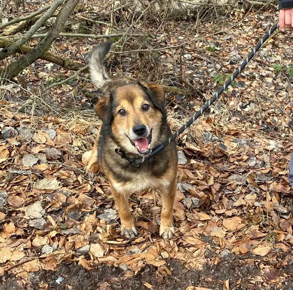 Pies do adopcji, gmina Platerówka, 30 marca 2026 (3/3)