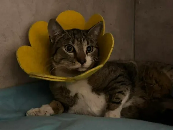 Znaleziono kota, Sosnowiec, 18 marca 2026