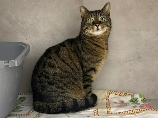 Znaleziono kota, Sosnowiec, 27 marca 2026