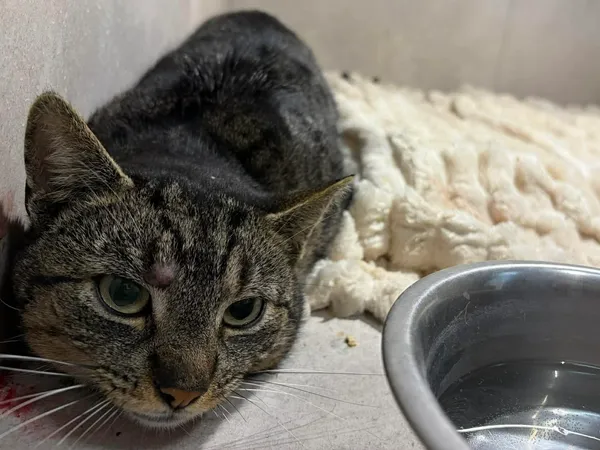 Znaleziono kota, Sosnowiec, 27 marca 2026